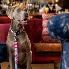 Cherry Bloom Smart ID Köpek Boyun Tasması