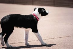 Kırmızı Üzerine Beyaz Benekli Köpek Boyun Tasması