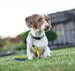 Max & Molly Matrix Yellow Smart ID Köpek Boyun Tasması – Canlı, Güvenli ve Konforlu
