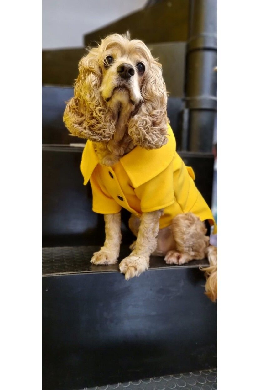 Empati Sarı Kaşe Kaban Köpek Kıyafeti