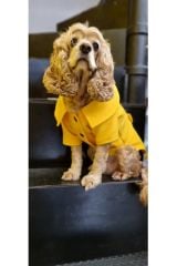 Empati Sarı Kaşe Kaban Köpek Kıyafeti