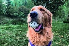 Bloom Köpekler için Süper Dayanıklı Tahiti Serisi Oyun Topu