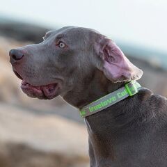 True Love Köpek İçin Neoprene Süngerli, Naylon Dokuma, Yeşil-Gri Boyun Tasması