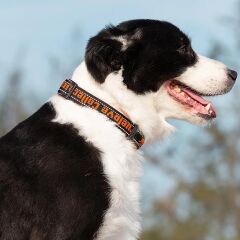 True Love Köpek İçin Neoprene Süngerli, Naylon Dokuma, Siyah-Turuncu Boyun Tasması