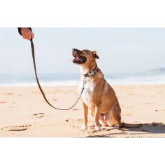 Reddingo Kahverengi Üzerine Pembe Benekli Köpek Boyun Tasması – Dayanıklı ve Şık