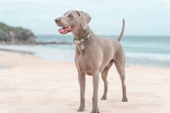 Kamuflaj Desenli Köpek Boyun Tasması