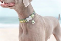 Reddingo Kamuflaj Desenli Köpek Boyun Tasması