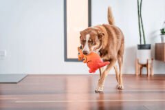 Red Dingo Durables Yumuşak Köpek Oyuncağı – Kanguru