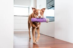 Durables Yumuşak Köpek Oyuncakları - Ornitorenk