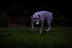 Max Glow Air Fetch Gece Parlayan 2'li Köpek Oyun Topu (Küçük Boy)