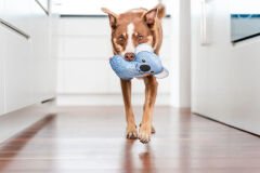 Red Dingo Durables Yumuşak Köpek Oyuncağı – Koala