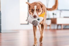 Durables Yumuşak Köpek Oyuncakları - Kakadu Papağan