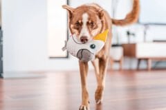 Red Dingo Durables Yumuşak Köpek Oyuncağı – Kakadu Papağan