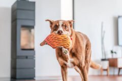 Red Dingo Durables Yumuşak Köpek Oyuncağı – Dikenli Karıncayiyen