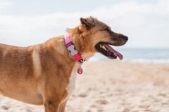 Klasik Köpek Boyun Tasması