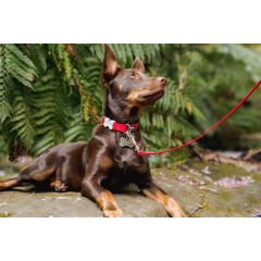 Reddingo Klasik Köpek Boyun Tasması