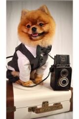 ZİGGYDOG SİYAH DÖRT BACAKLI YELEK GÖMLEK PAPYON TAKIM SMALL