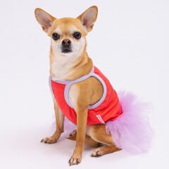Pawstar Vermillion Hello Summer Köpek Elbisesi