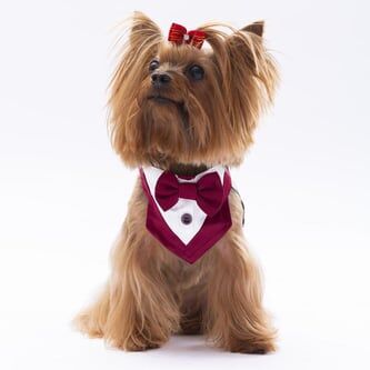 Smokin Kedi Köpek Fuları Pet Bandanası Bordo No:1