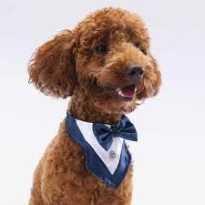 FS4 Lacivert Smokin Kedi Köpek Bandanası no:1
