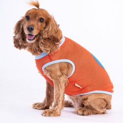 Pawstar Flash Mesh Köpek Tişörtü