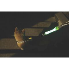 M-PETS Flash LED Işıklı Tasma Band Köpek  Güvenlik Bandı – Green