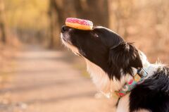 Max & Molly Donuts Smart ID Köpek Boyun Tasması – Yumuşak, Ayarlanabilir, Neopren
