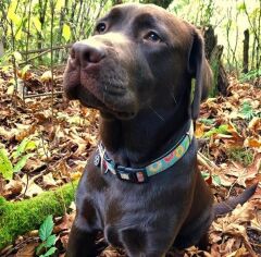 Max & Molly Donuts Smart ID Köpek Boyun Tasması – Yumuşak, Ayarlanabilir, Neopren
