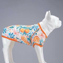 Lindo Orange Blossom Köpek Tshirt Beden: 6