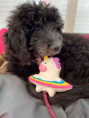 Max & Molly Snuggles Köpek Oyuncağı – Magic Mikey