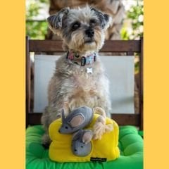 Pawtools BurrowToy Köpek Oyuncağı | Fare ve Peynir
