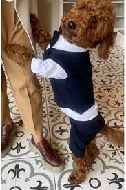 ZİGGYDOG LACİVERT  DÖRT BACAKLI YELEK GÖMLEK PAPYON TAKIM SMALL