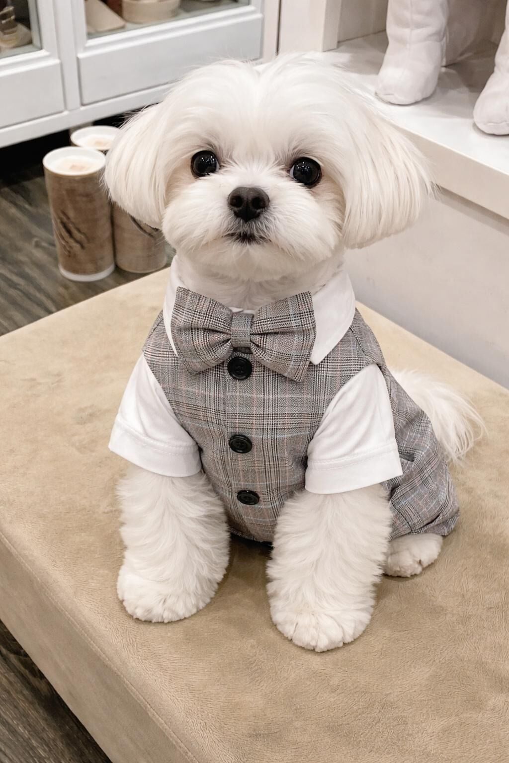 ZİGGYDOG ÇİZGİLİ DÖRT BACAKLI YELEK GÖMLEK PAPYON TAKIM MEDIUM