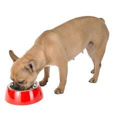 JOLIE Paslanmaz Çelik Mama Kabı – Siyah / Small (0,5 L)