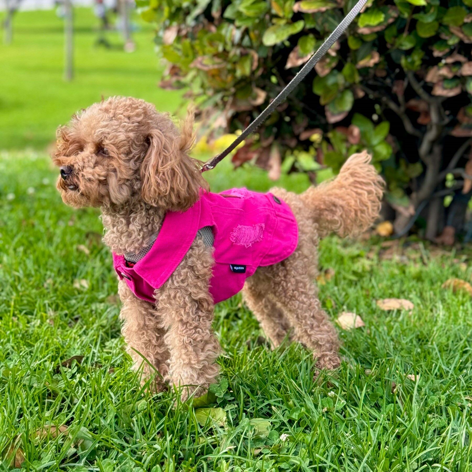 salya store Köpek Kot Yelek Fuşya - Küçük Irk