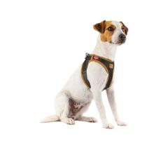 Apple Leather Harness Black - Elma Derisinden Göğüs Tasması Siyah