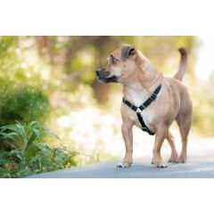 Klasik Göğüs Tasması