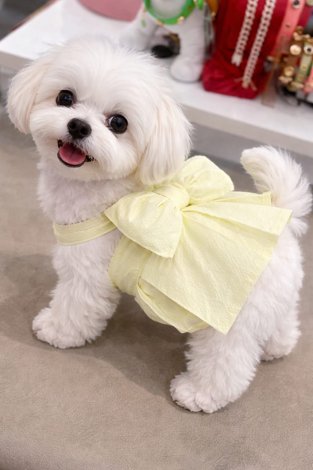 Ziggydog Sarı Köpek Elbise