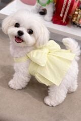 Ziggydog Sarı Köpek Elbise